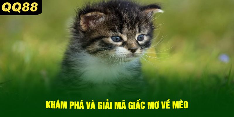 Khám phá và giải mã giấc mơ về mèo